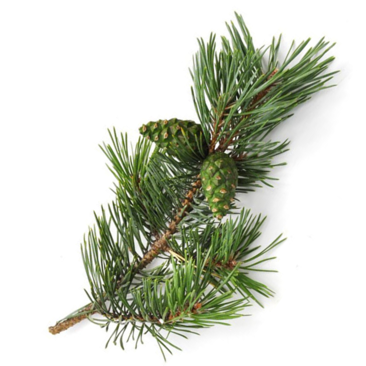Pine - 100% Essential Oil - Organic - 10ml