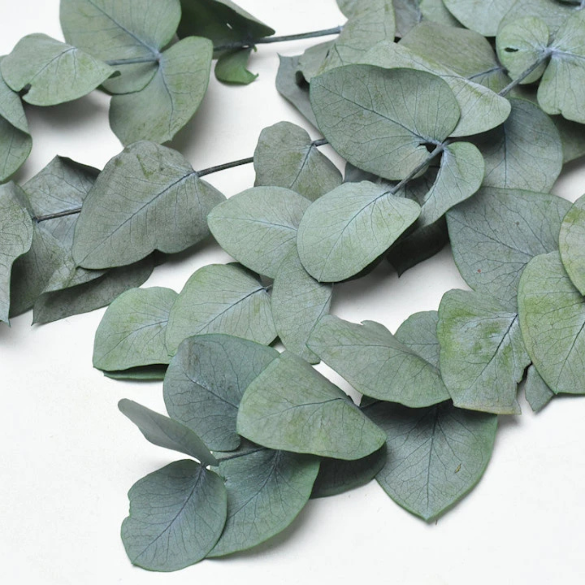 Eucalyptus - 100% Essential Oil - Organic - 10ml