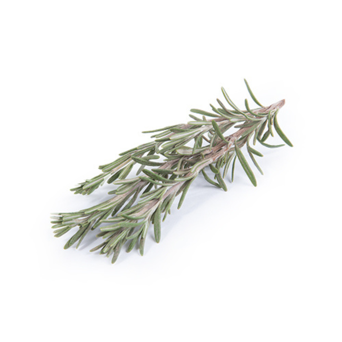 Rosemary - 100% Essential Oil - Organic - 10ml