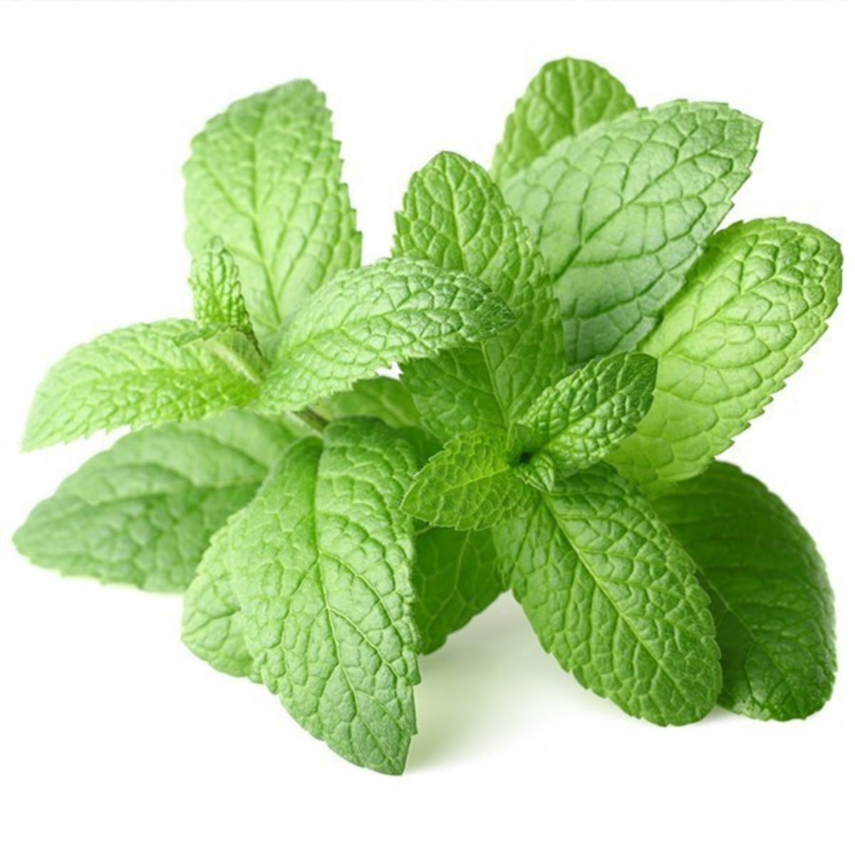 Peppermint - 100% Essential Oil - Organic - 10ml