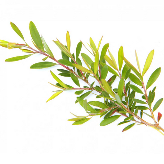 Tea Tree - 100% Essential Oil - Organic - 10ml