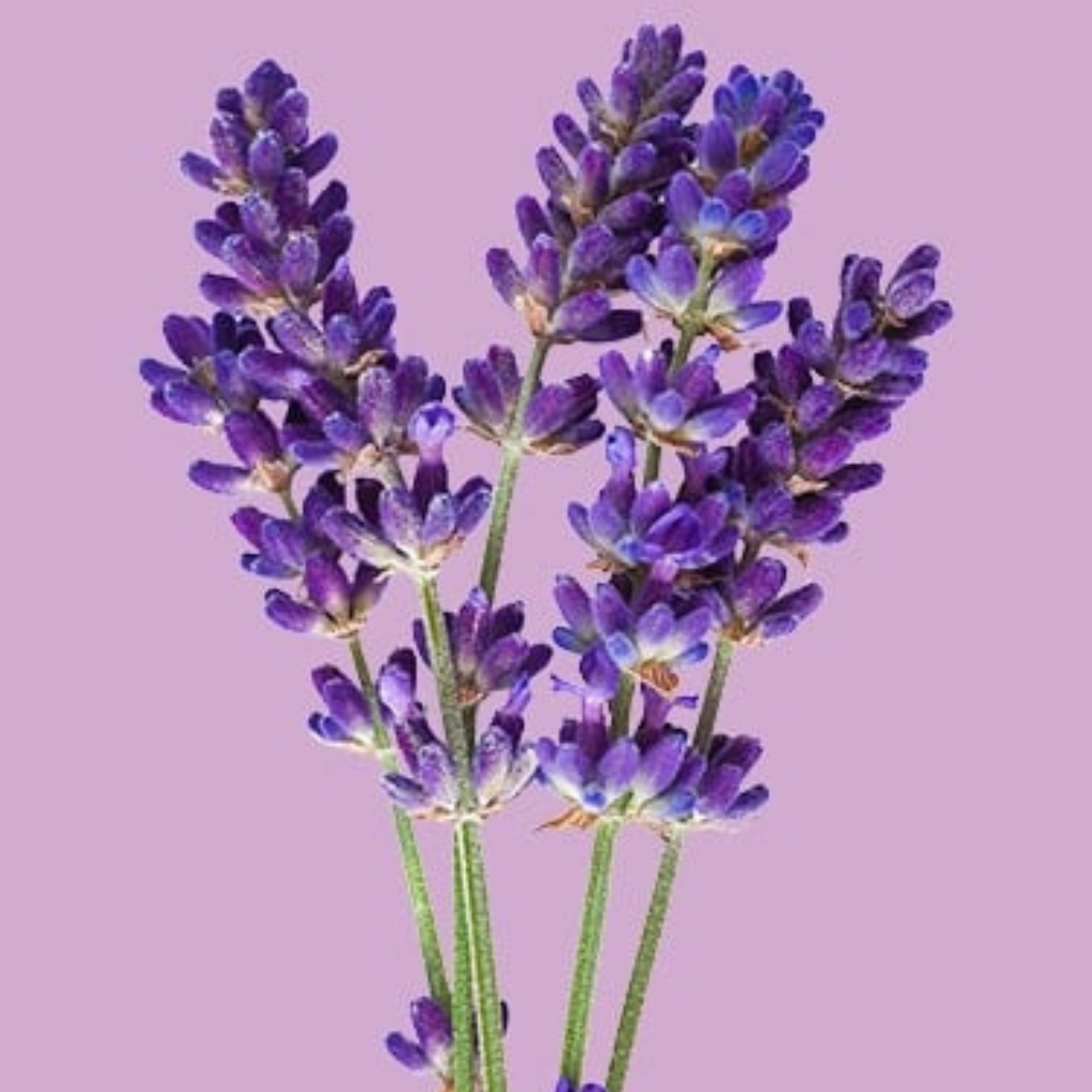 Lavender - 100% Essential Oil - Organic - 10ml