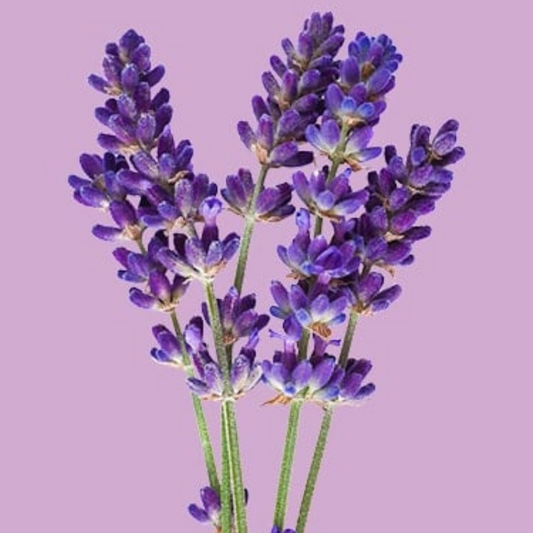 Lavender - 100% Essential Oil - Organic - 10ml
