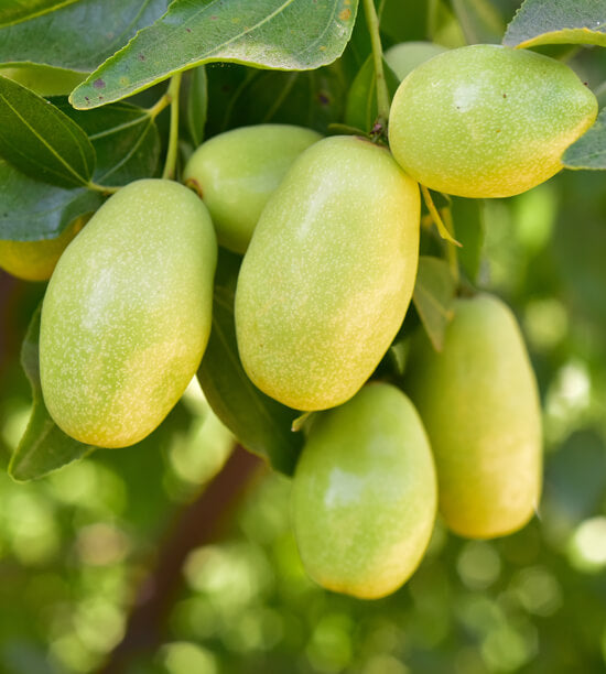 Jojoba oil - 100% cold pressed - 100ml